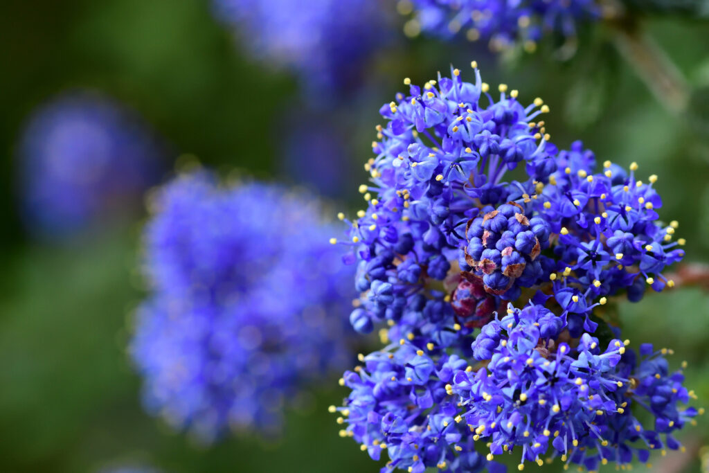 カリフォルニアライラックの開花時期