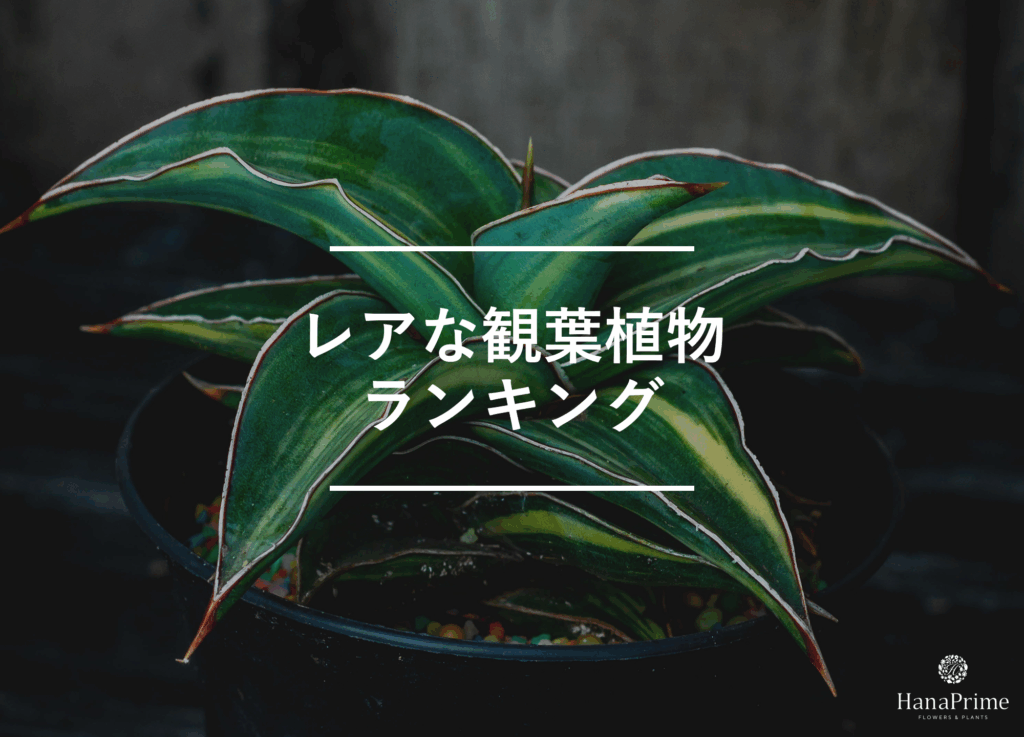 珍しいレアな観葉植物ランキング