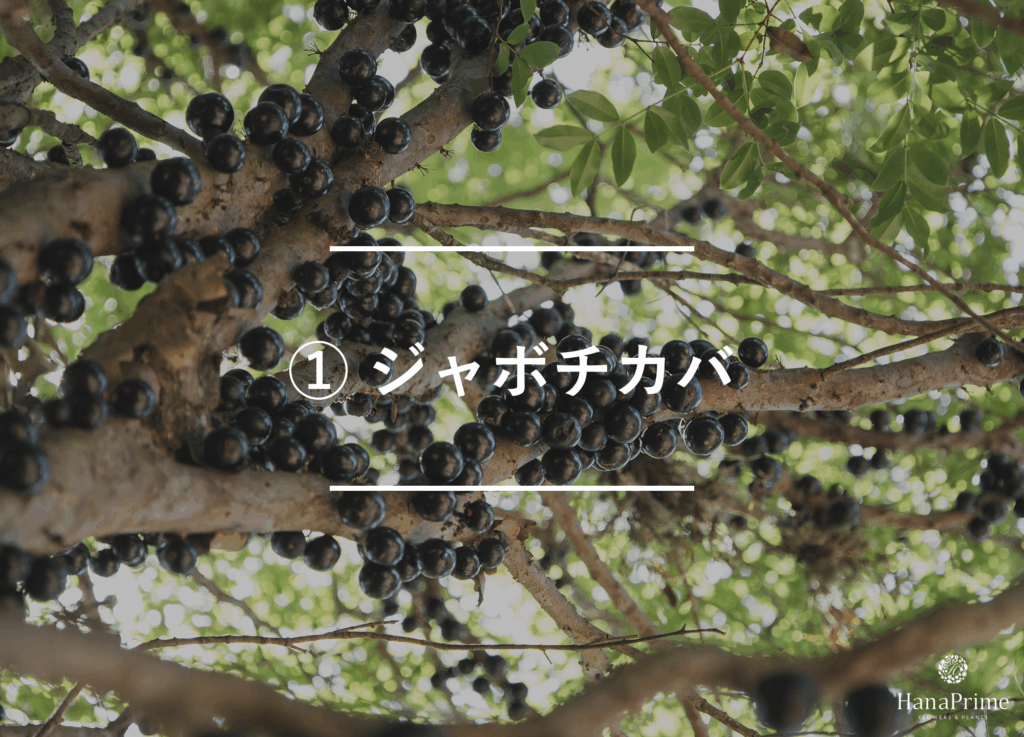 ① ジャボチカバ