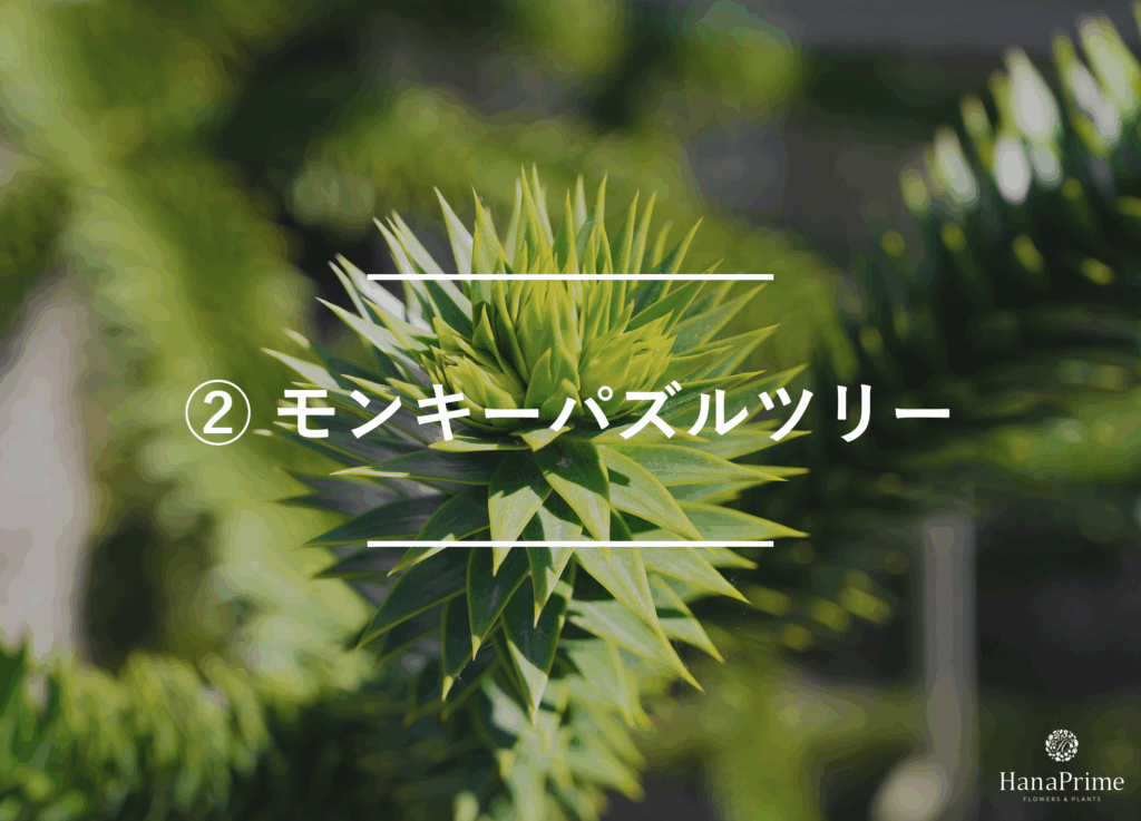② モンキーパズルツリー