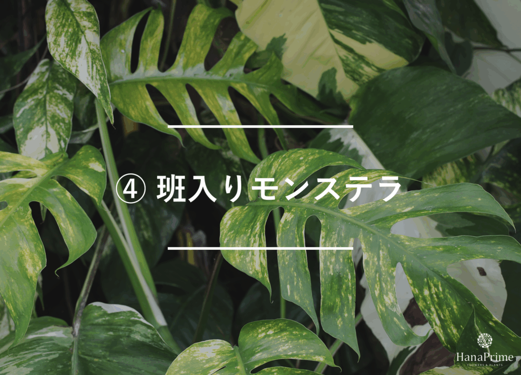 ④ 班入りモンステラ