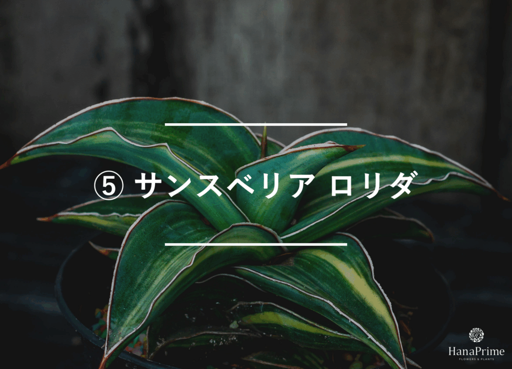 ⑤ サンスベリア ロリダ