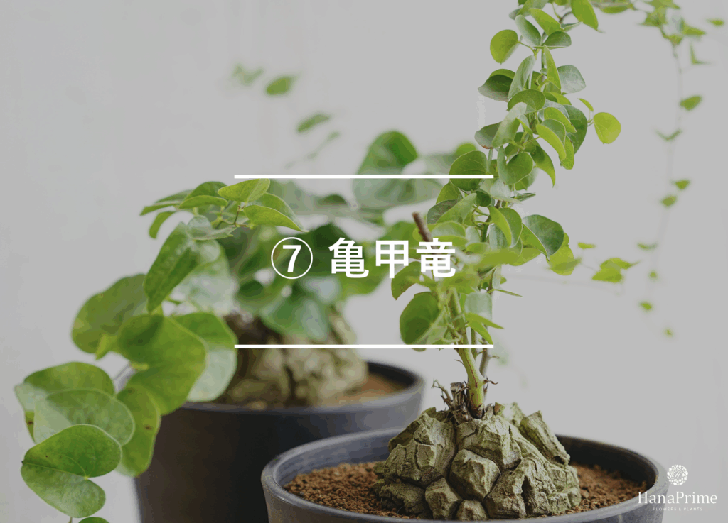 ⑦ 亀甲竜