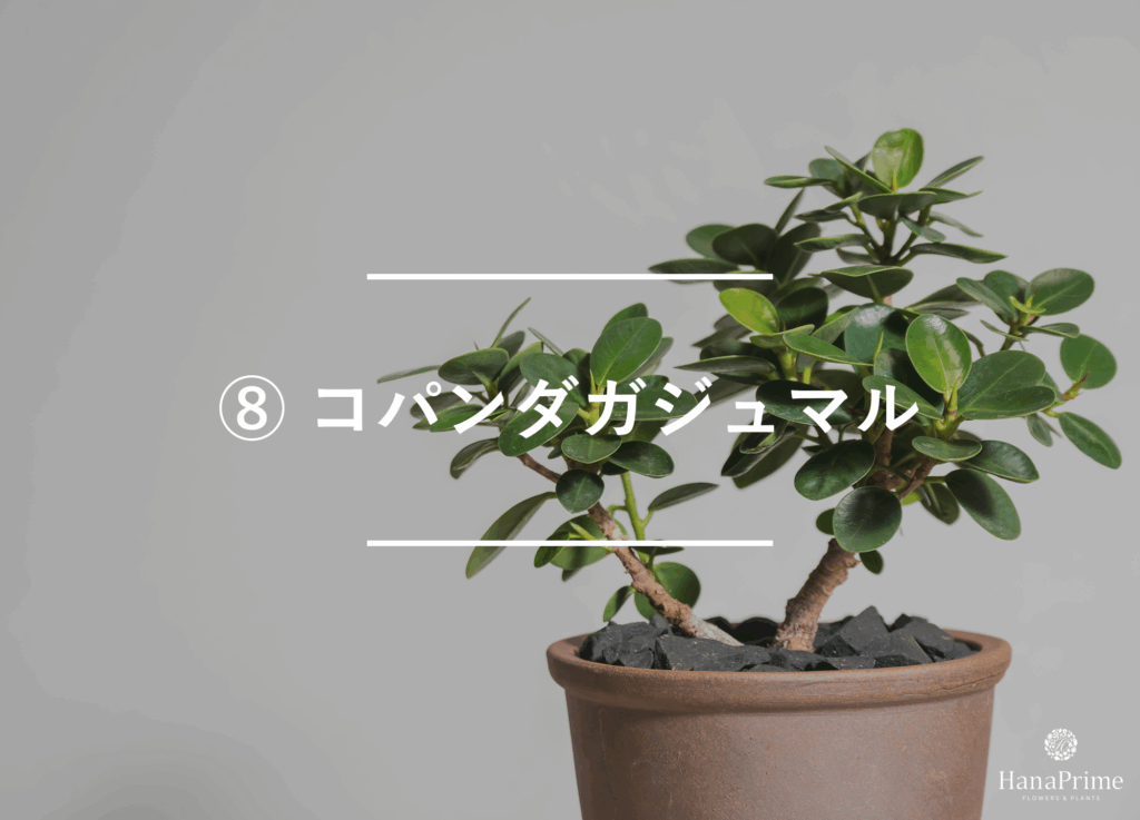 ⑧ コパンダガジュマル