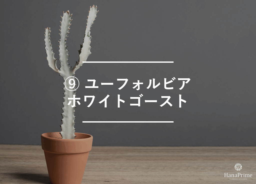 ⑨ ユーフォルビア ホワイトゴースト