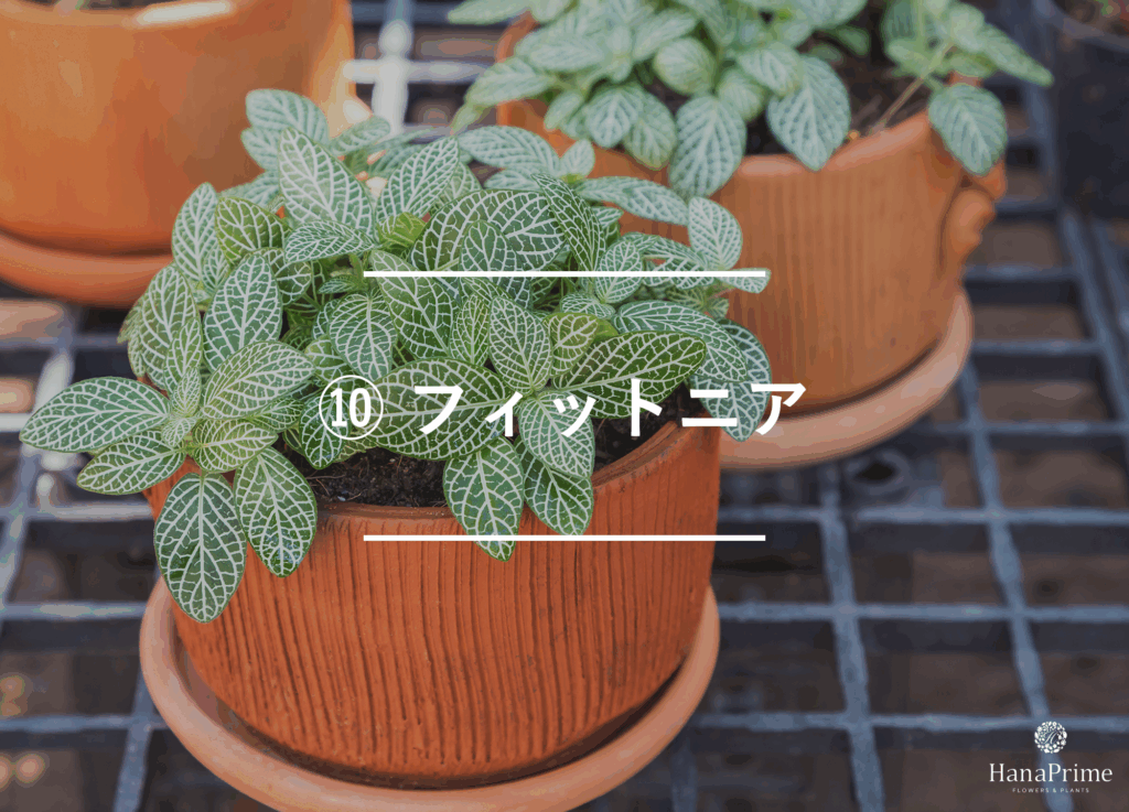 ⑩ フィットニア