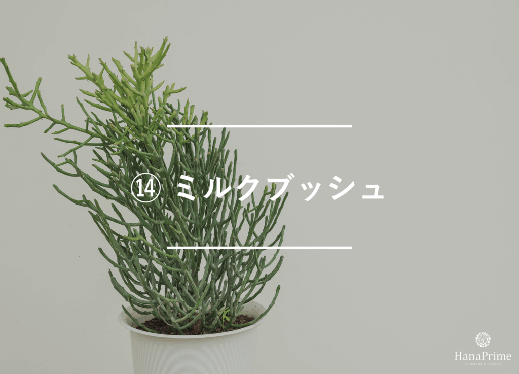⑭ ミルクブッシュ