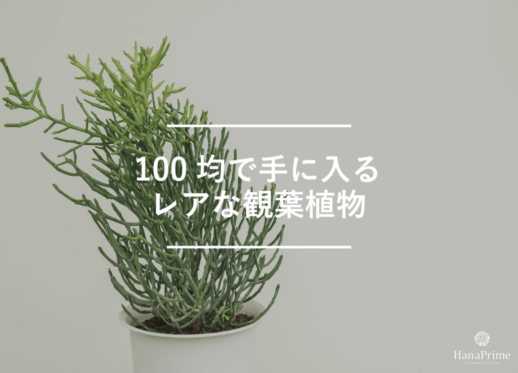 100均で見つけたら即買いなレア観葉植物