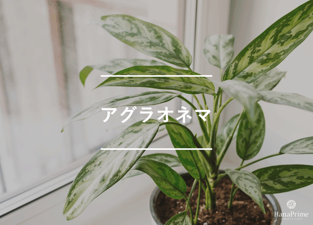 アグラオネマ
