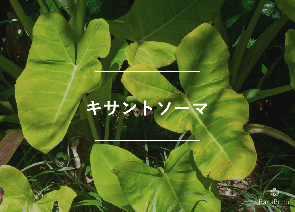 キサントソーマ