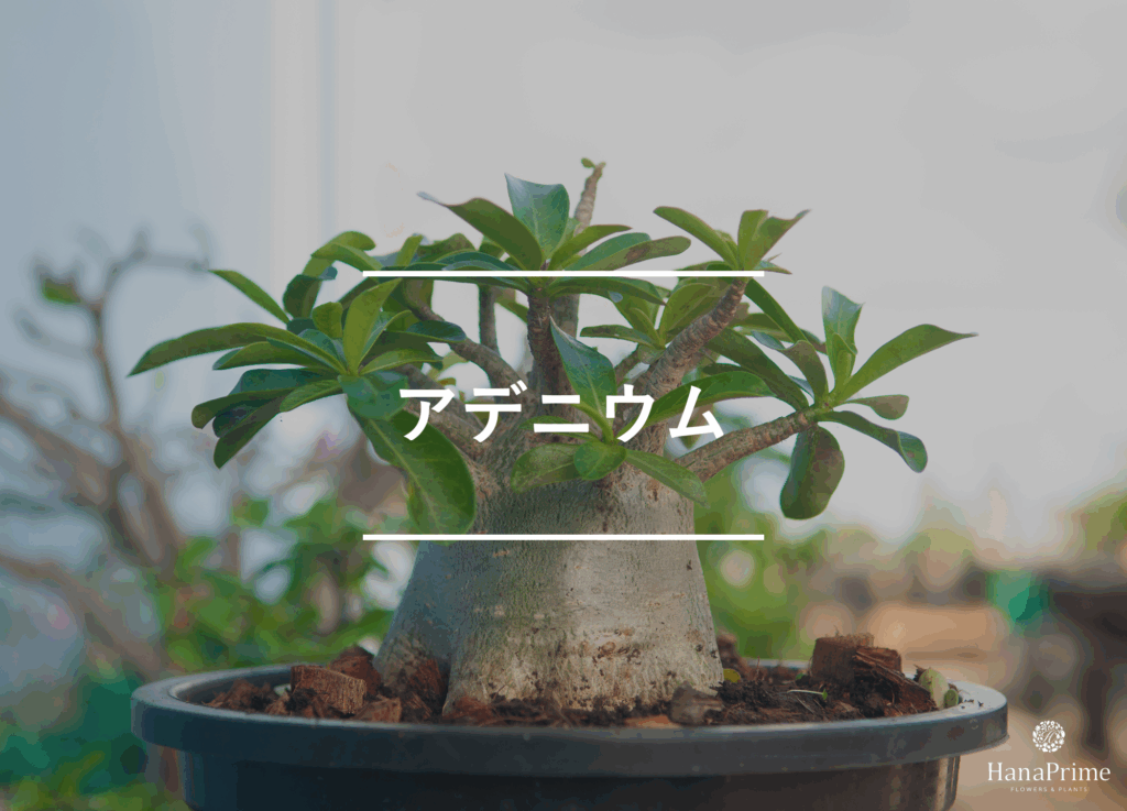 アデニウム