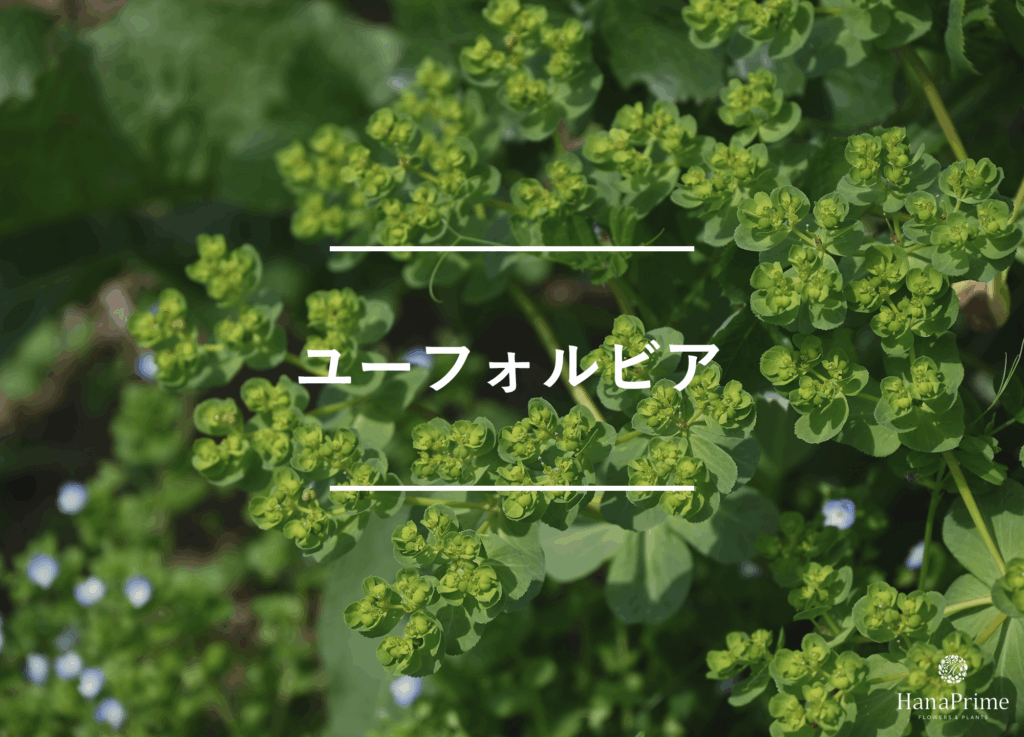 ユーフォルビア