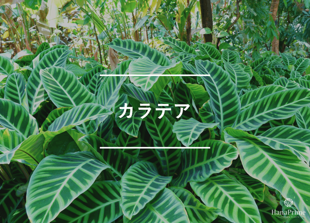 カラテア