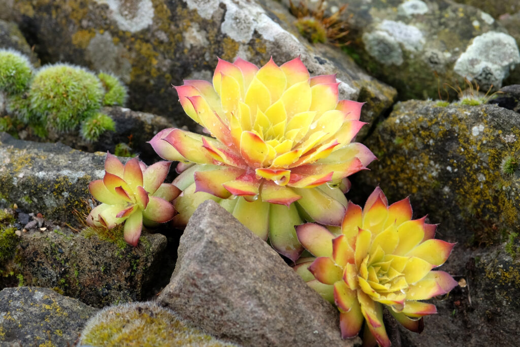 ゴールドナゲット