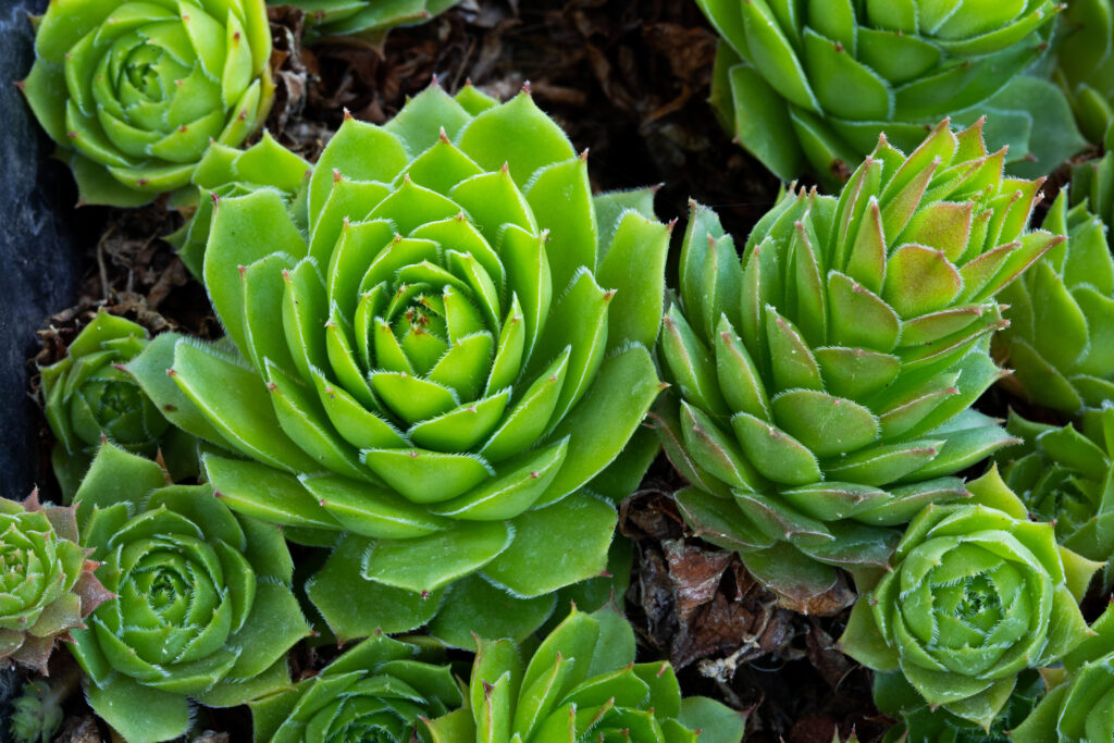 センペルビウムの葉っぱの特徴