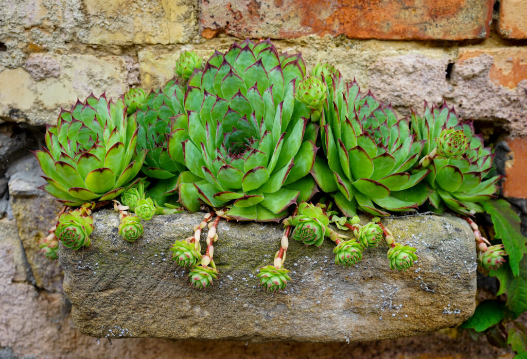 センペルビウムの増やし方