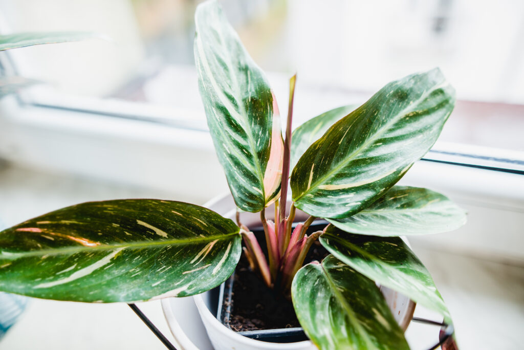 ストロマンテ サングイネア