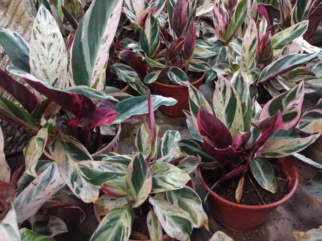 ストロマンテ トリオスターの増やし方