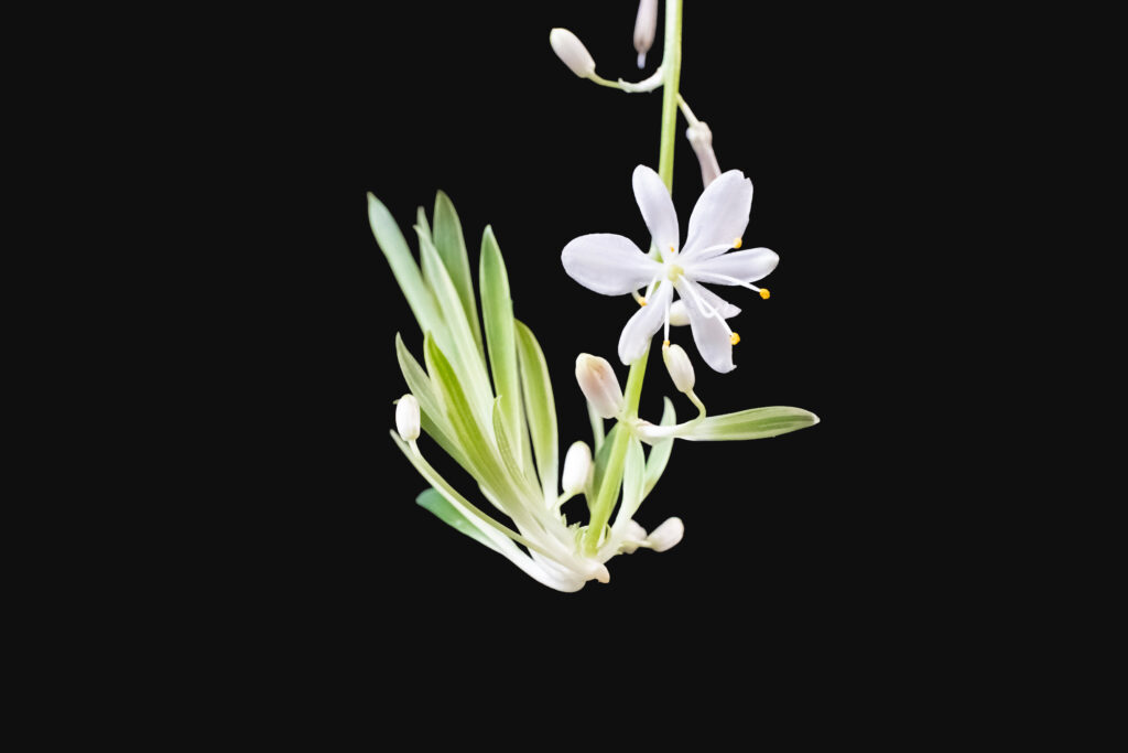 オリヅルランはどんな花が咲く?