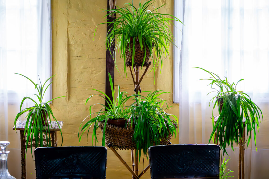 オリヅルランの栽培環境