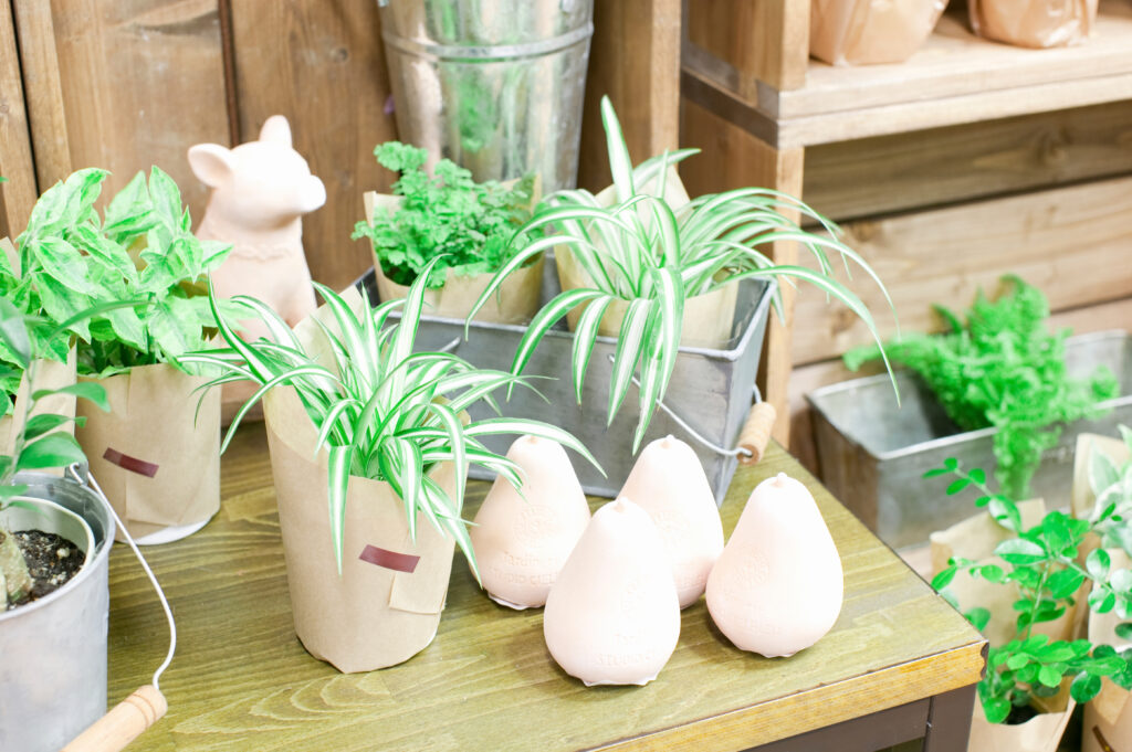 オリヅルランの育て方