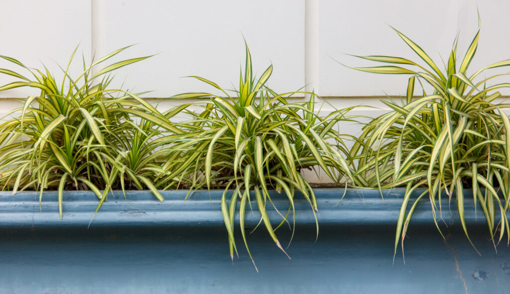 オリヅルランの増やし方