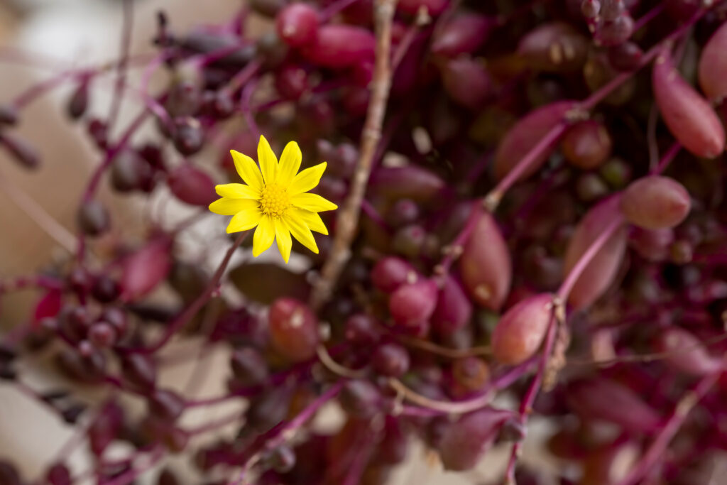 オトンナはどんな花が咲く？