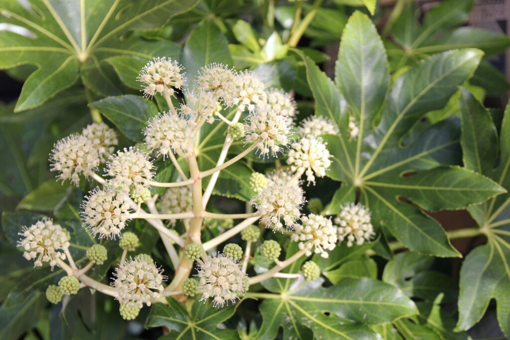 ヤツデはどんな花が咲く?