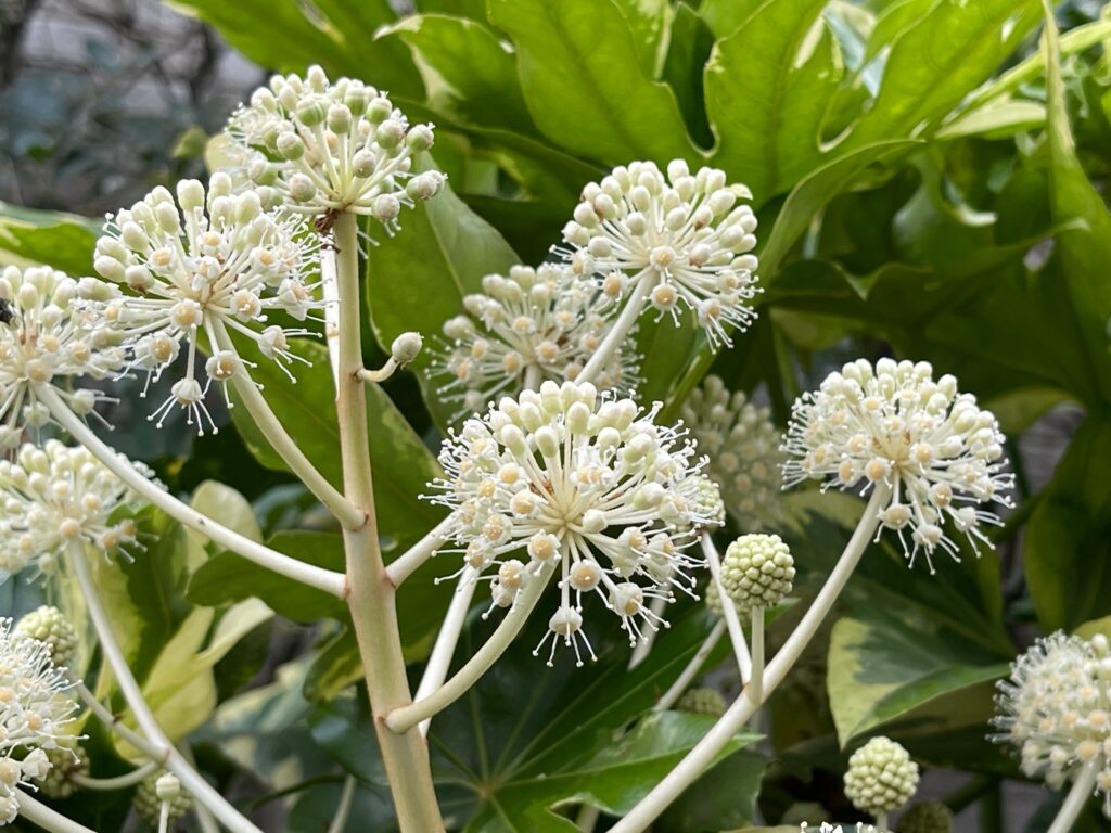 ヤツデの開花時期