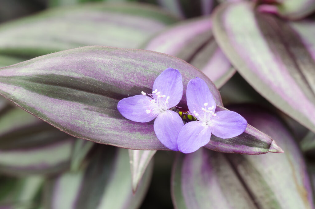 トラデスカンチア ゼブリナはどんな花が咲く？