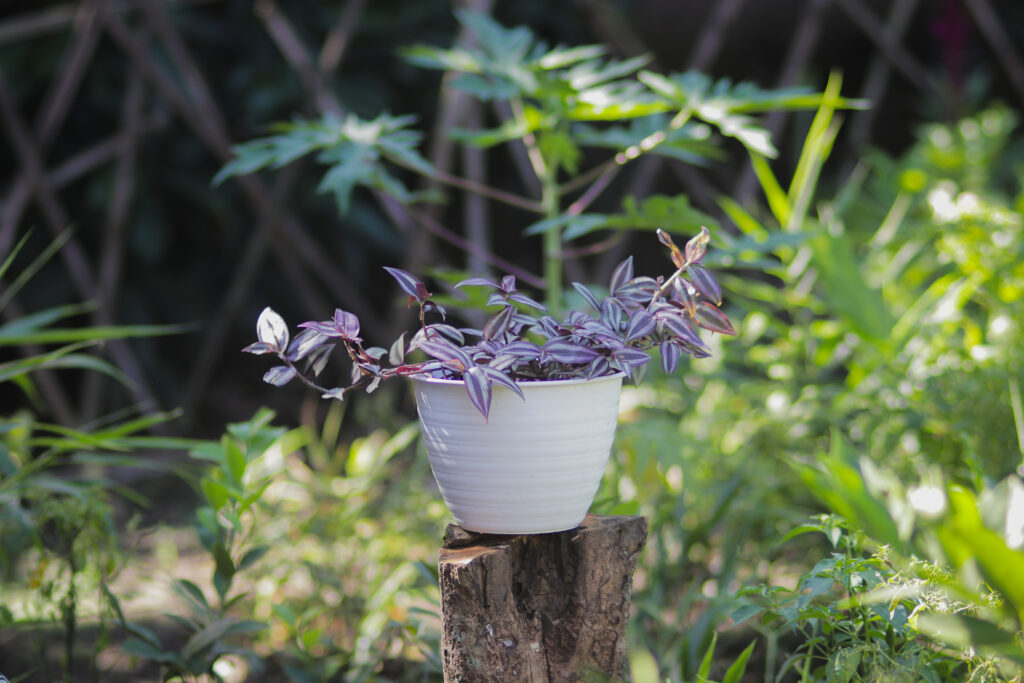 植え方・仕立て方