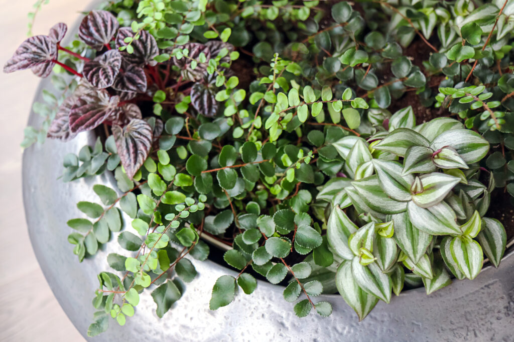 寄せ植え