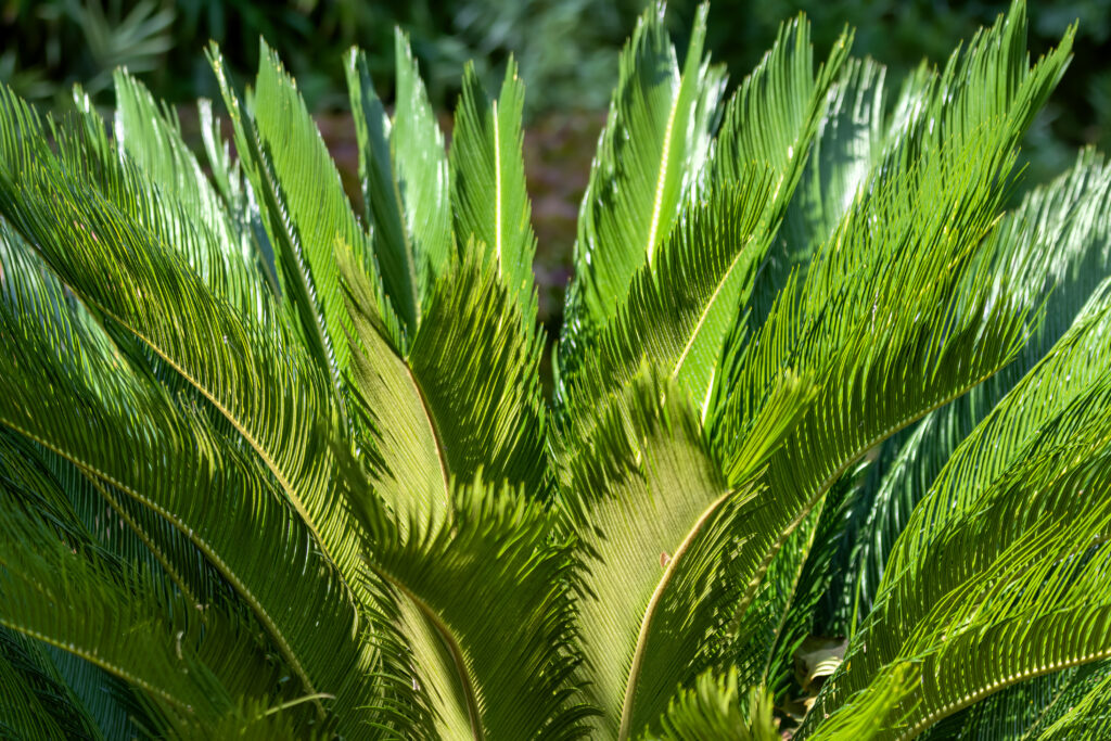 ソテツの葉っぱの特徴