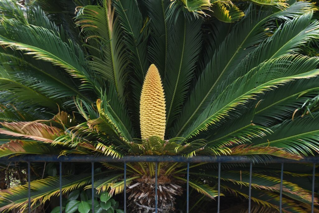 ソテツはどんな花が咲く？