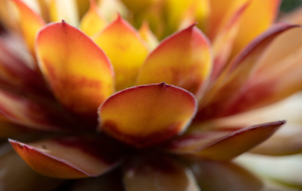 センペルビウム ゴールドナゲットの葉っぱの特徴