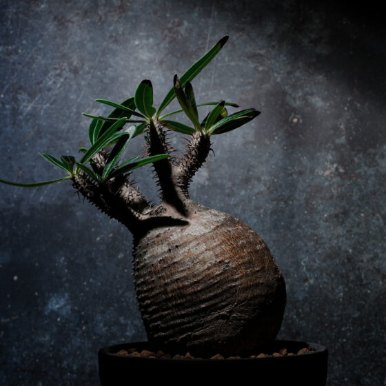 塊根植物の育て方