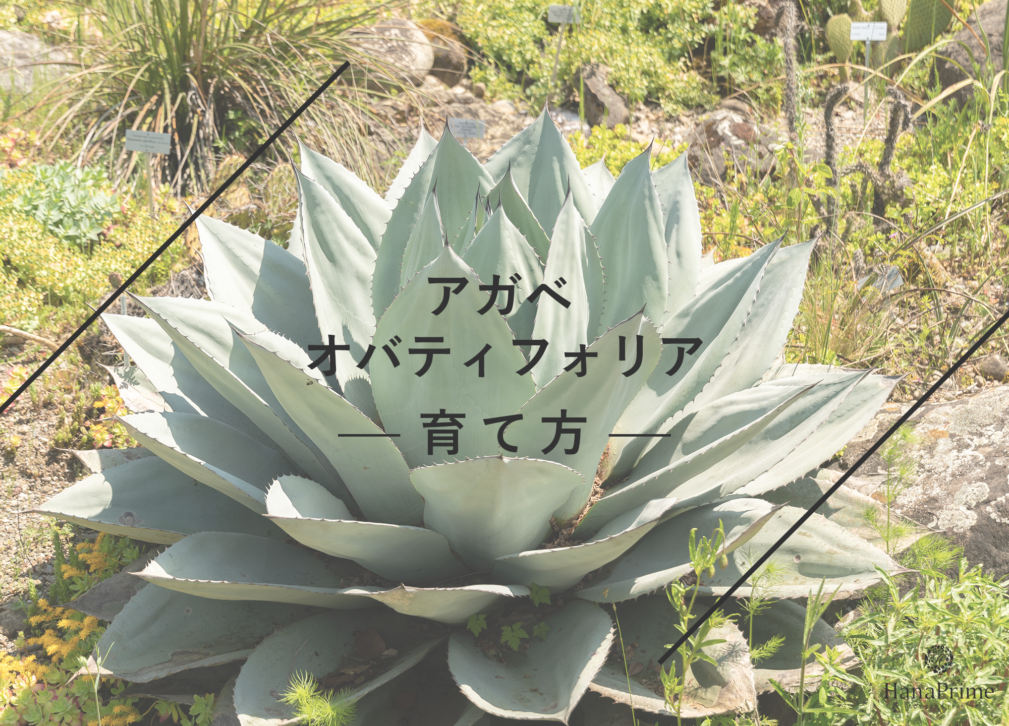 佐*い様 A83Agave ovatifolia 'Moby' アガベ オバティ 佐*い様 A83Agave ovatifolia 'Moby' アガベ オバティ アガベ