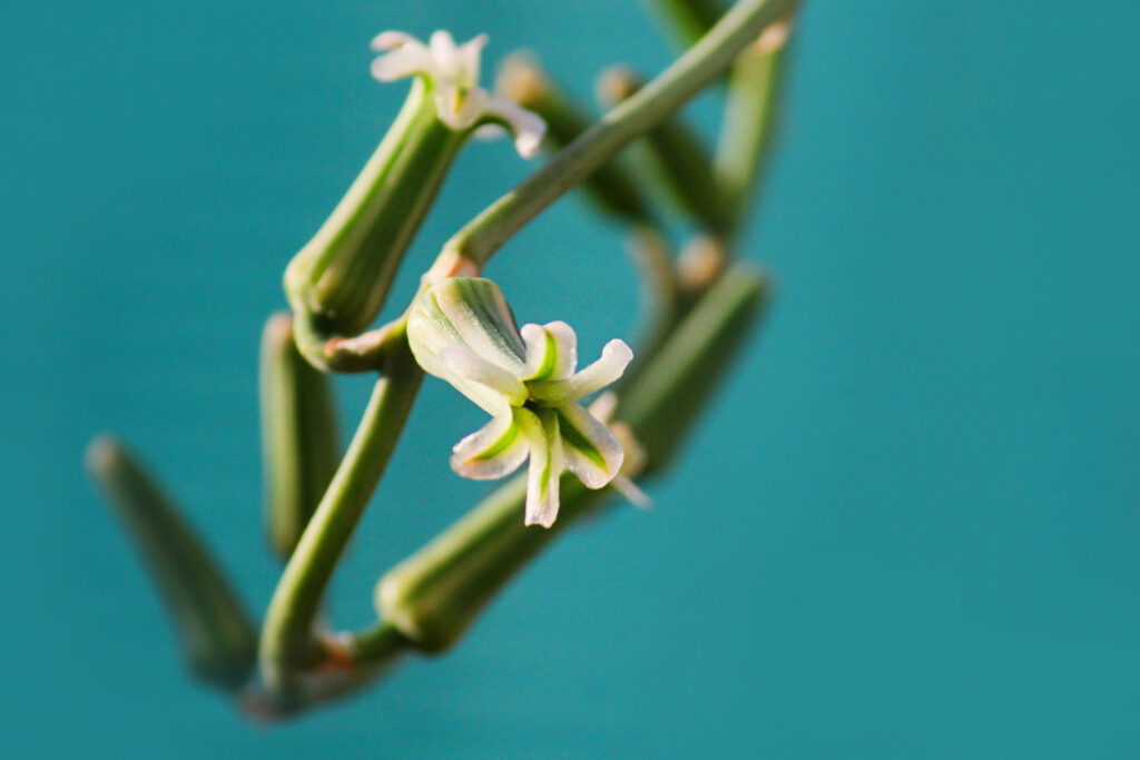 ハオルチアはどんな花が咲く?