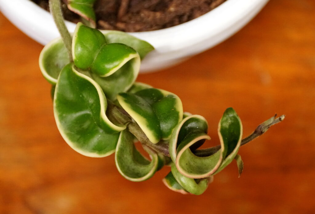 ホヤ カルノーサ コンパクタの葉っぱの特徴