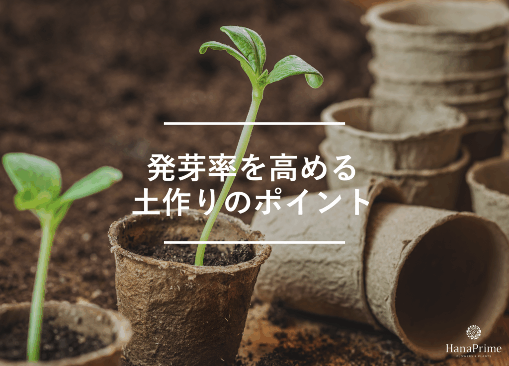 観葉植物の発芽率を高める土作り4つのポイント