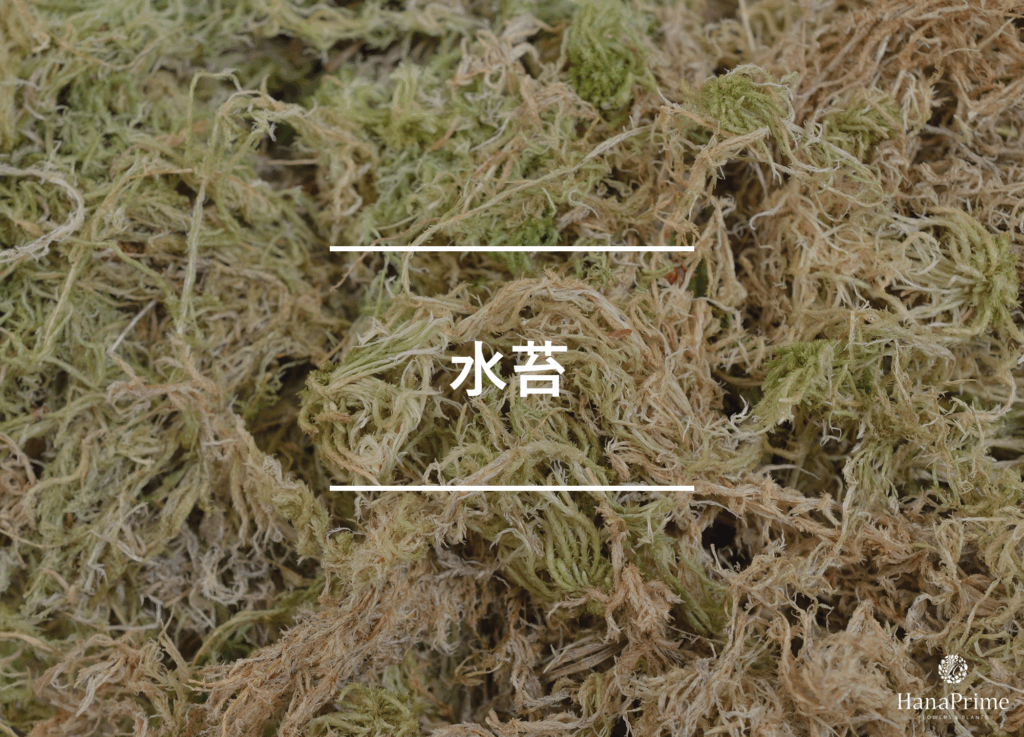 水苔