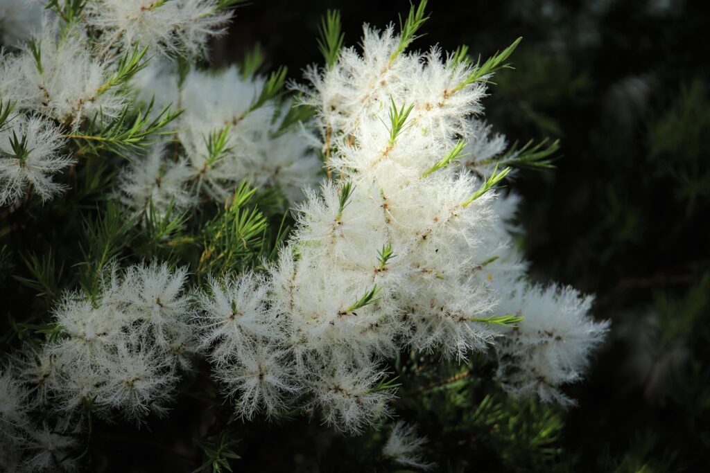 メラレウカ スノーインサマーの開花時期