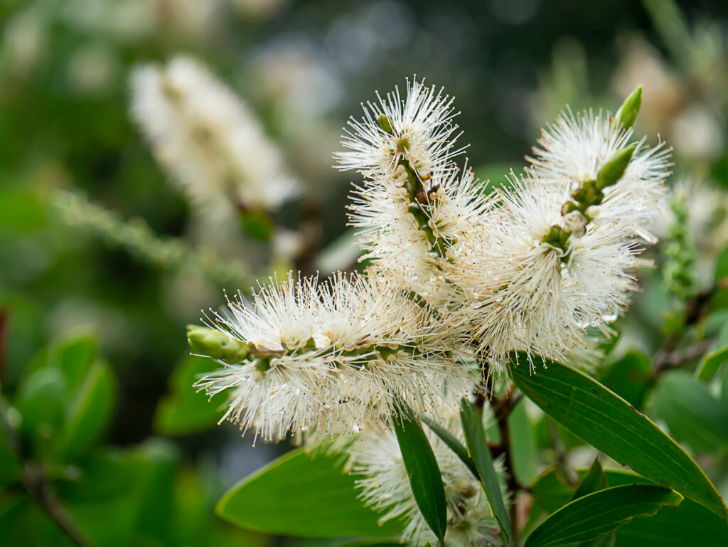ティーツリーはどんな花が咲く？