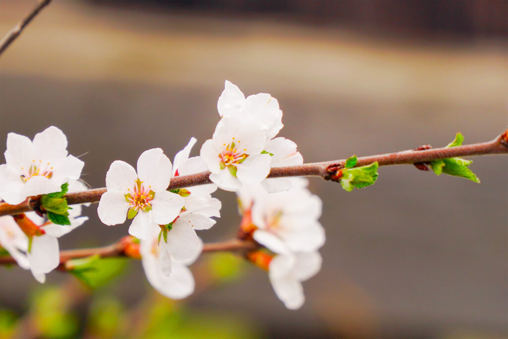ユスラウメはどんな花が咲く?