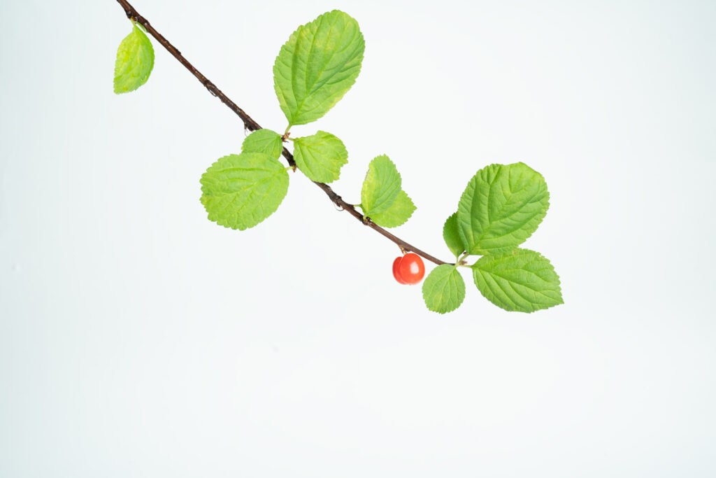 ユスラウメの葉っぱの特徴