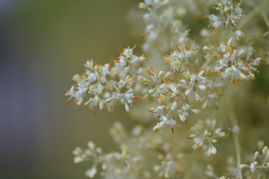 シマトネリコはどんな花が咲く？