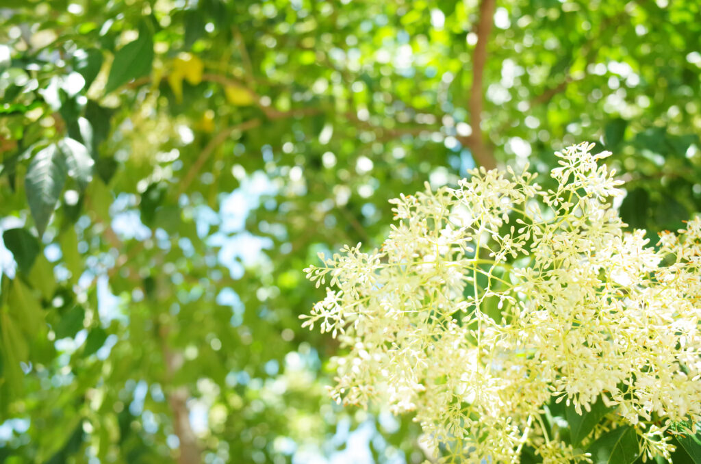 シマトネリコの開花時期