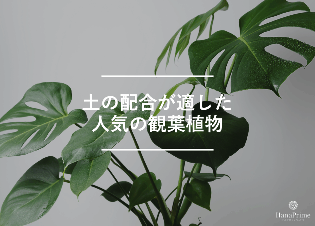土を配合した方がおすすめの人気の観葉植物の一覧