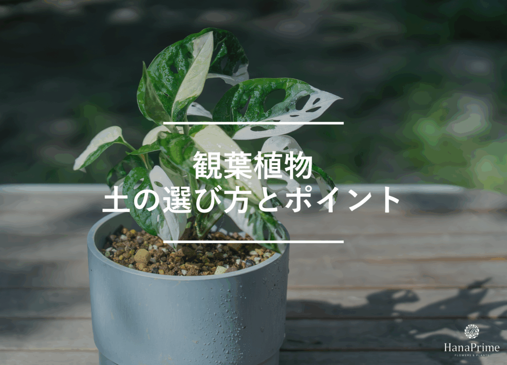 観葉植物の土の選び方4つのポイント