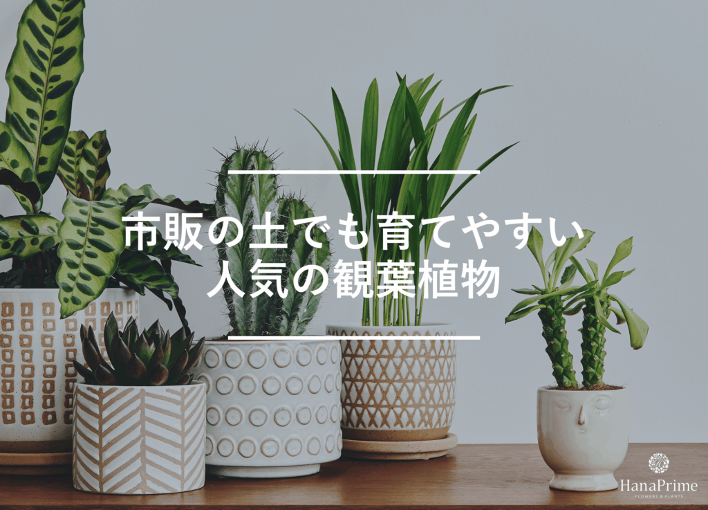 市販の土でOKな人気の観葉植物の一覧